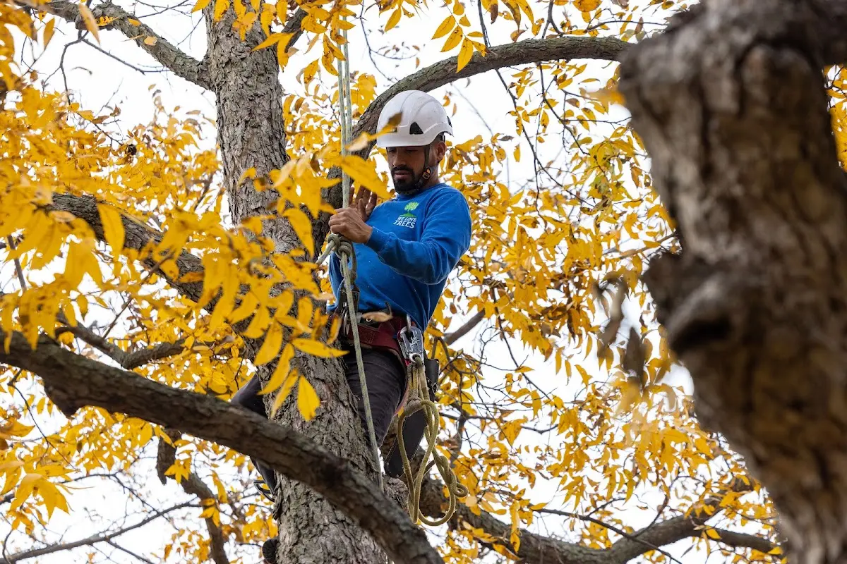 Skilled Emergency Tree Service crew working in Roscoe